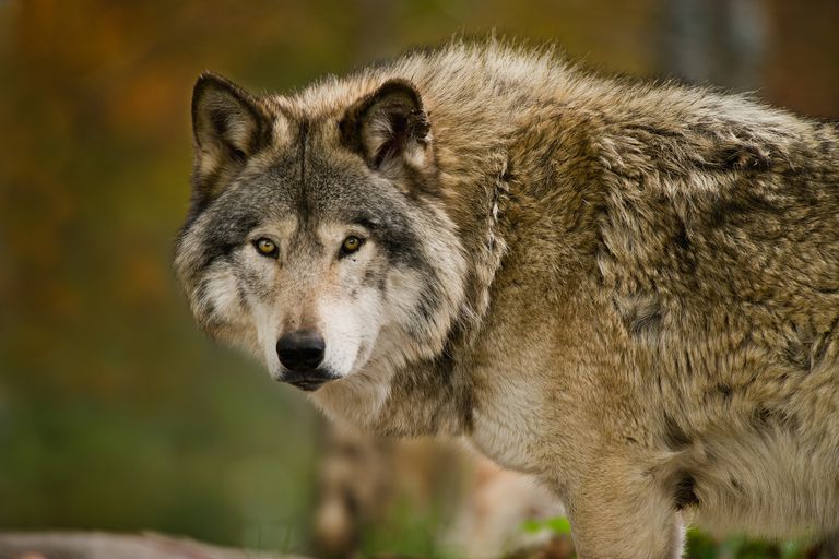 9 Datos interesantes sobre los lobos - ECVerde