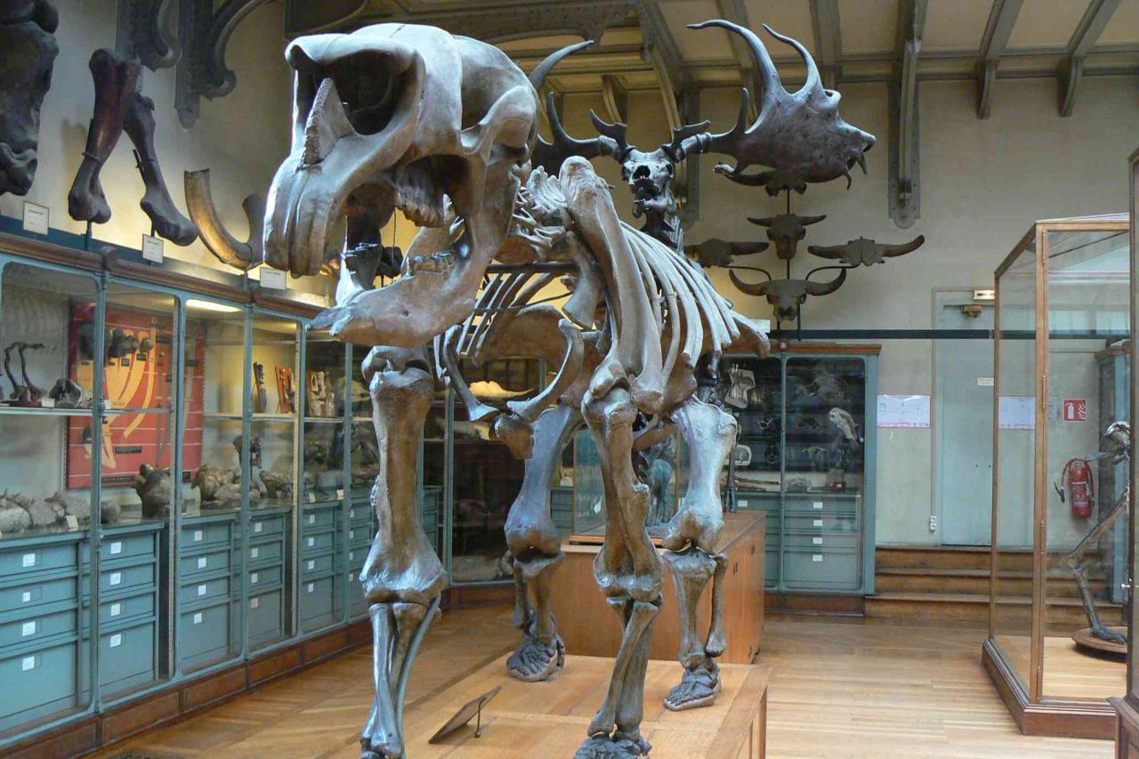 Esqueleto de diprotodonte gigante expuesto en un museo