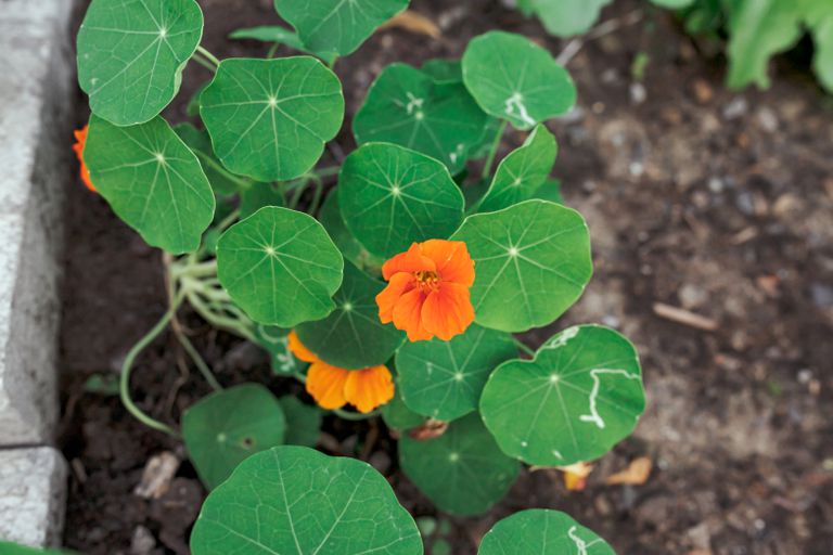 10 semillas de flores fáciles que puedes sembrar en tu jardín en junio para  que florezcan este otoño - ECVerde