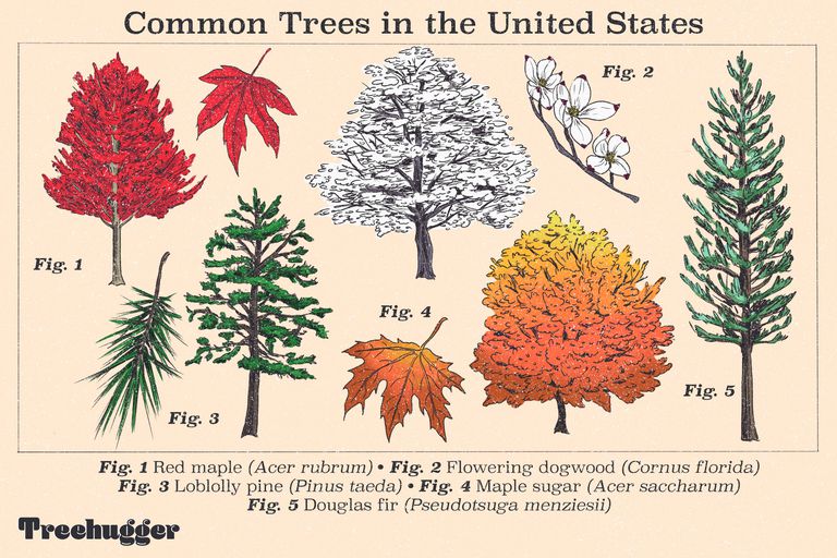 Los diez árboles más comunes de Estados Unidos - ECVerde