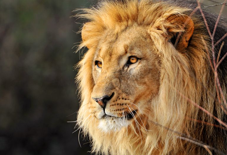 6 Tipos de leones, en peligro y extintos - ECVerde